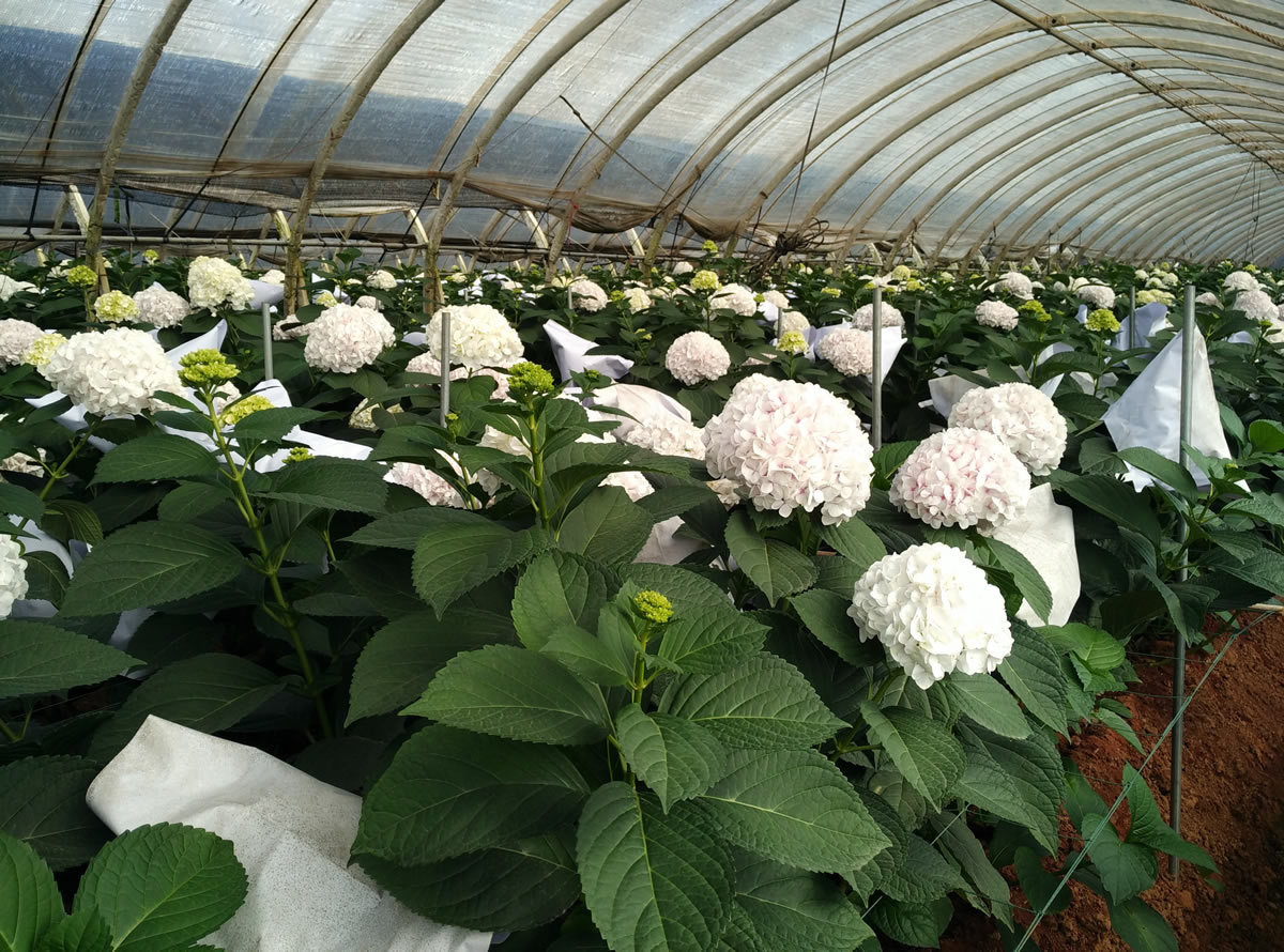 天罡助劑“耐酸性農(nóng)藥型光穩(wěn)定劑”獲行業(yè)協(xié)會(huì)認(rèn)可 天罡助劑“耐酸性農(nóng)藥型光穩(wěn)定劑”獲行業(yè)協(xié)會(huì)認(rèn)可