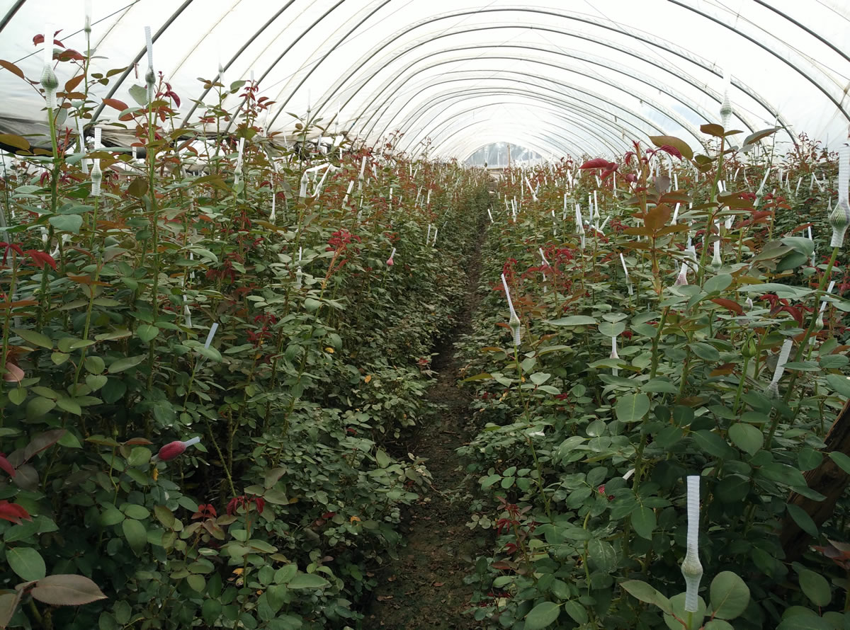 光穩(wěn)定劑在汽車(chē)塑料件中的關(guān)鍵作用:天罡508與778的卓越表現(xiàn) 光穩(wěn)定劑在汽車(chē)塑料件中的關(guān)鍵作用:天罡508與778的卓越表現(xiàn)